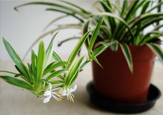 無錫紫蘋果裝飾